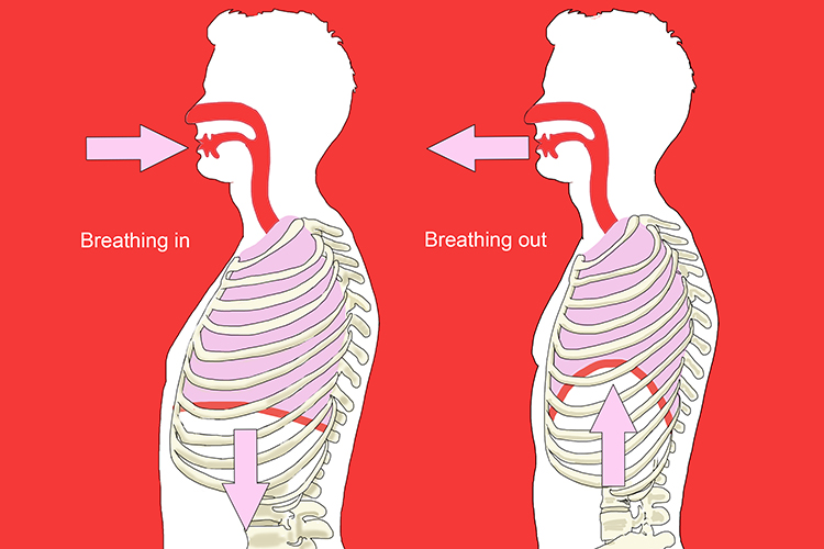 Diagram showing the action of the diaphragm while breathing in and out
